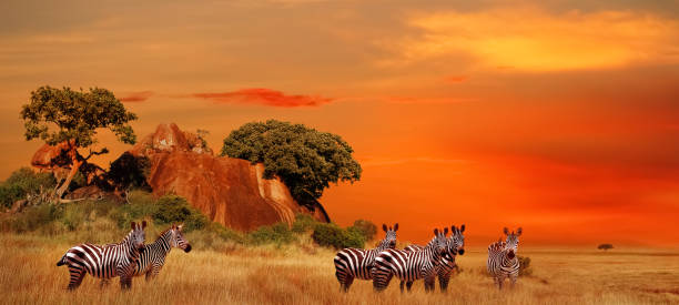   Tanzania Safari Discounts 2026–2027 